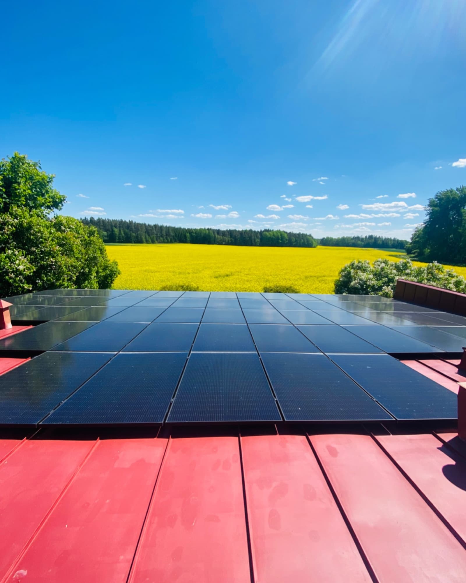 Solpaneler på Solgårdens röda plåttak med ett blommande rapsfält bakom